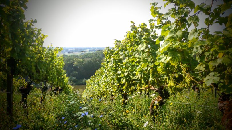 Diversität im Weinberg